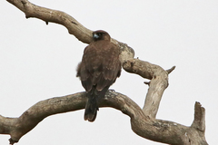 Falco subniger