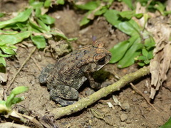 Duttaphrynus melanostictus