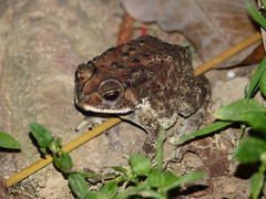 Duttaphrynus melanostictus