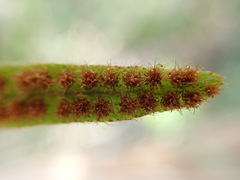 Microgramma piloselloides