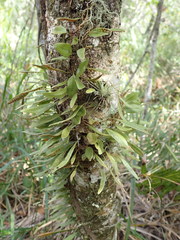 Microgramma piloselloides