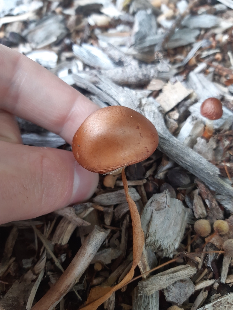 Leratiomyces ceres · January 2026 · photo: © georgecox (iNaturalist, cc0)