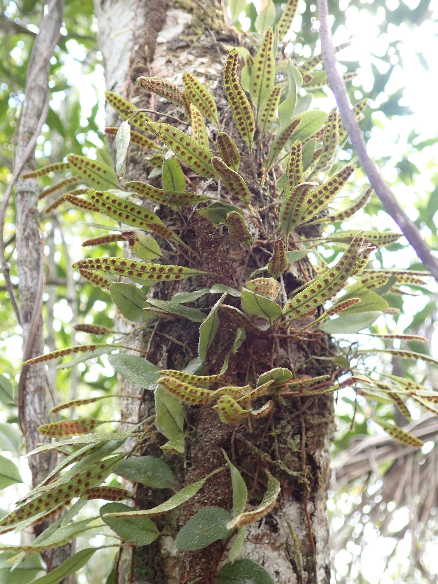 Microgramma piloselloides