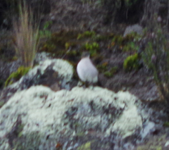 Muscisaxicola alpinus