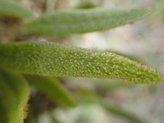 Microgramma piloselloides