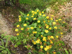Azorean Fleabane (Tolpis azorica)