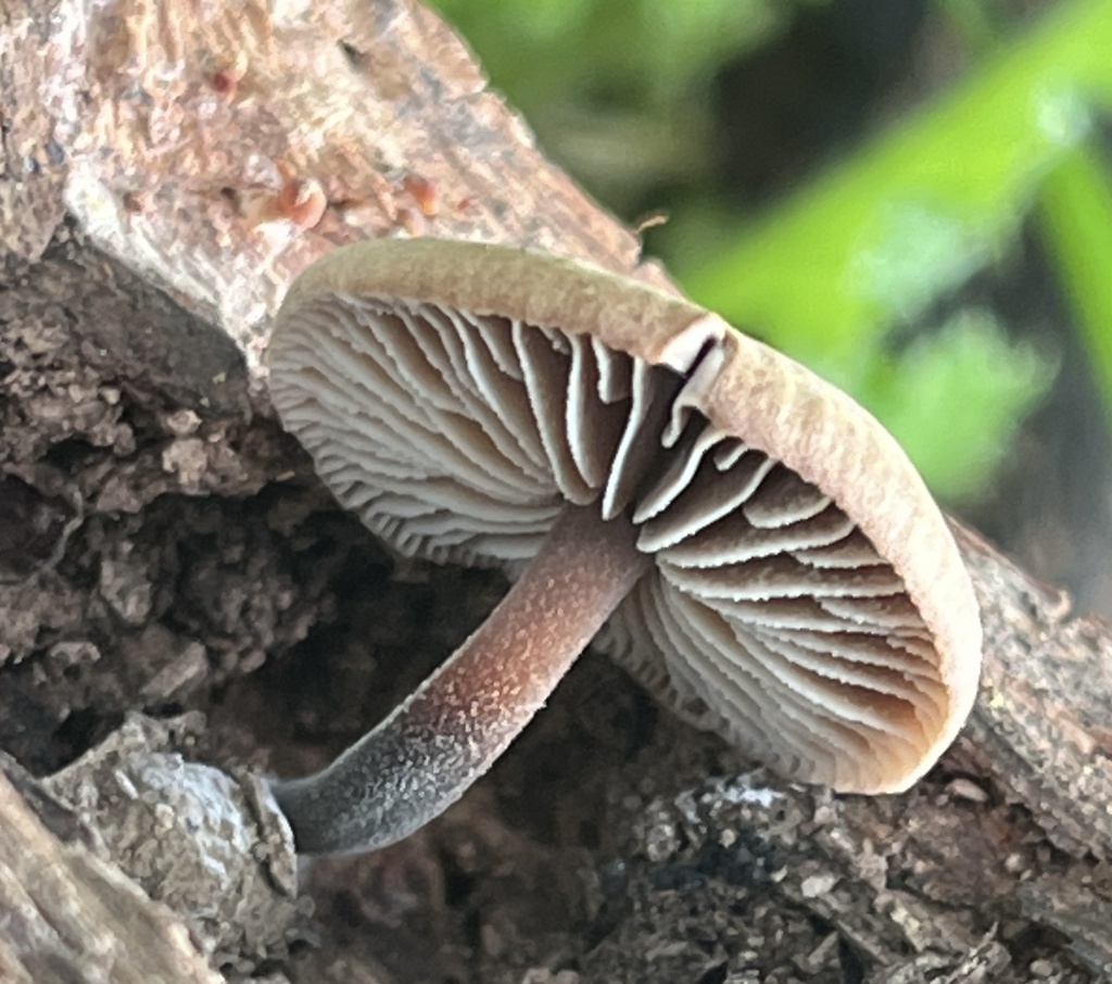 Gymnopus brassicolens · January 2026 · photo: © joqatana (iNaturalist, cc-by)