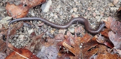 Batrachoseps gavilanensis