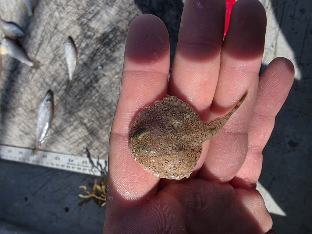 Pancake batfish (Halieutichthys aculeatus) — Ogcocephalidae