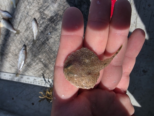Pancake batfish (Halieutichthys aculeatus) — Ogcocephalidae