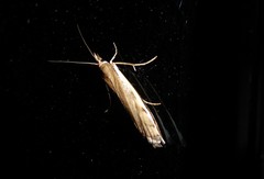 Orocrambus flexuosellus
