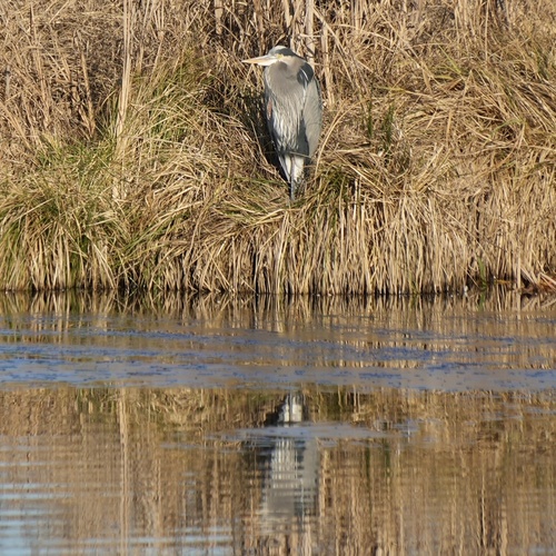 Great Blue Heron