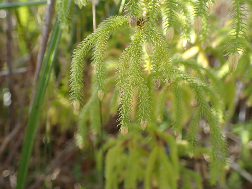 staghorn clubmoss