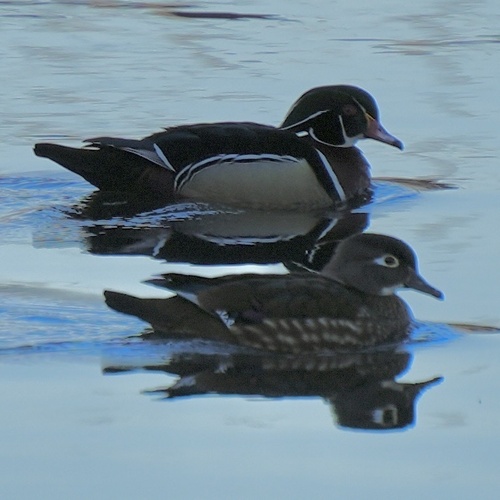Wood Duck