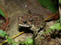 Duttaphrynus melanostictus