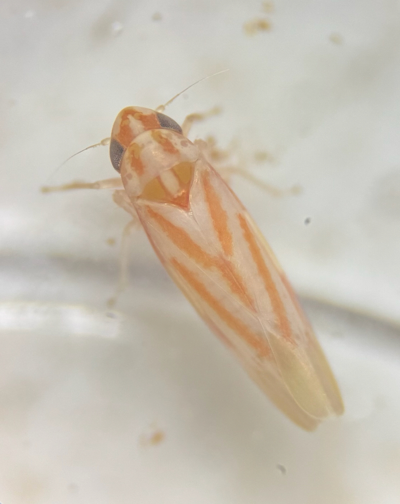 Erythridula obliqua