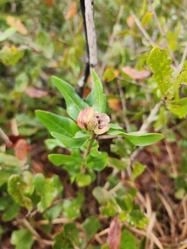 Unknown species found near Hobe Sound, FL 33455, USA