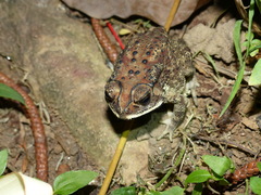 Duttaphrynus melanostictus