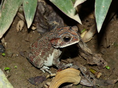 Duttaphrynus melanostictus