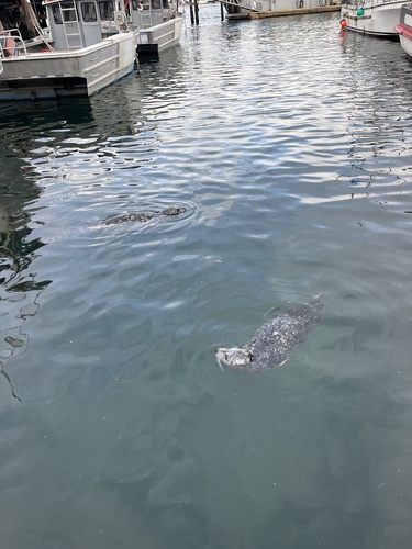 Harbor seal