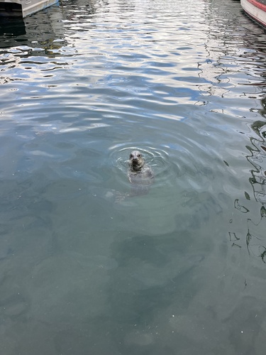 Harbor seal