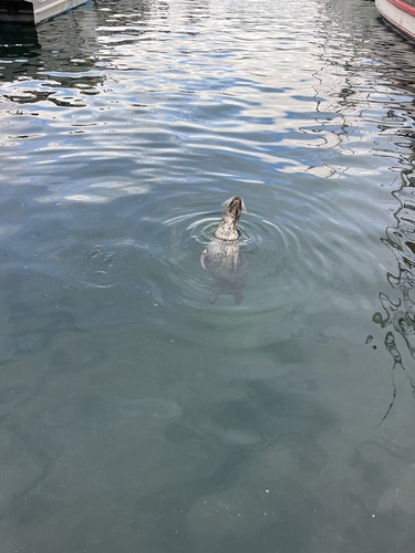 Harbor seal