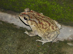 Duttaphrynus melanostictus