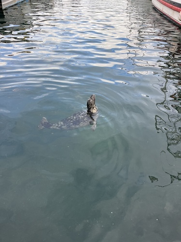 Harbor seal
