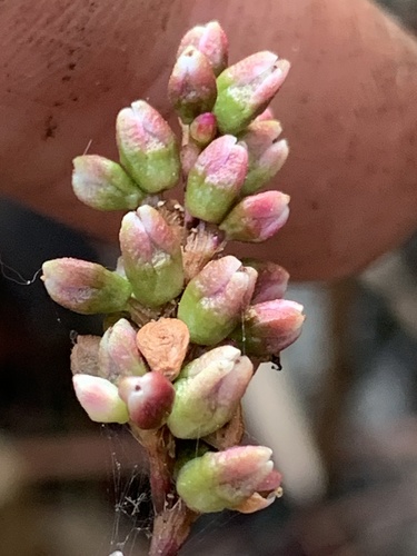 swamp smartweed (Polygonum hydropiperoides)