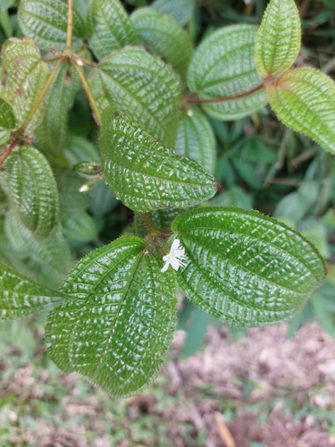 Foto de Pixirica