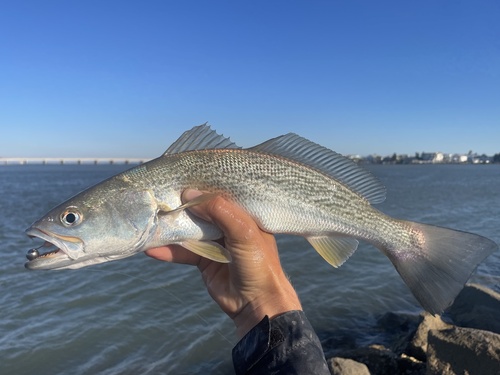 Bastard trout (Cynoscion regalis) — Sciaenidae