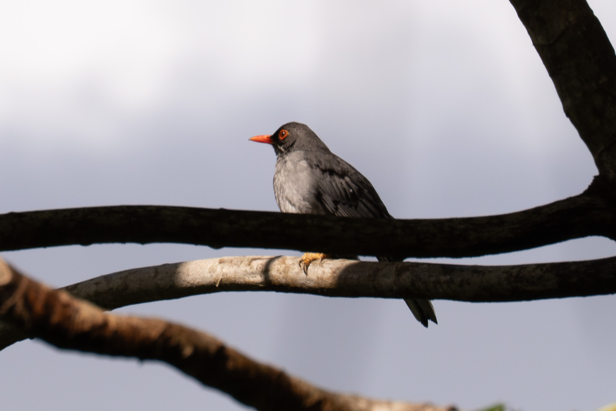 Eastern Red-legged Thrush (Turdus ardosiaceus), photo 3