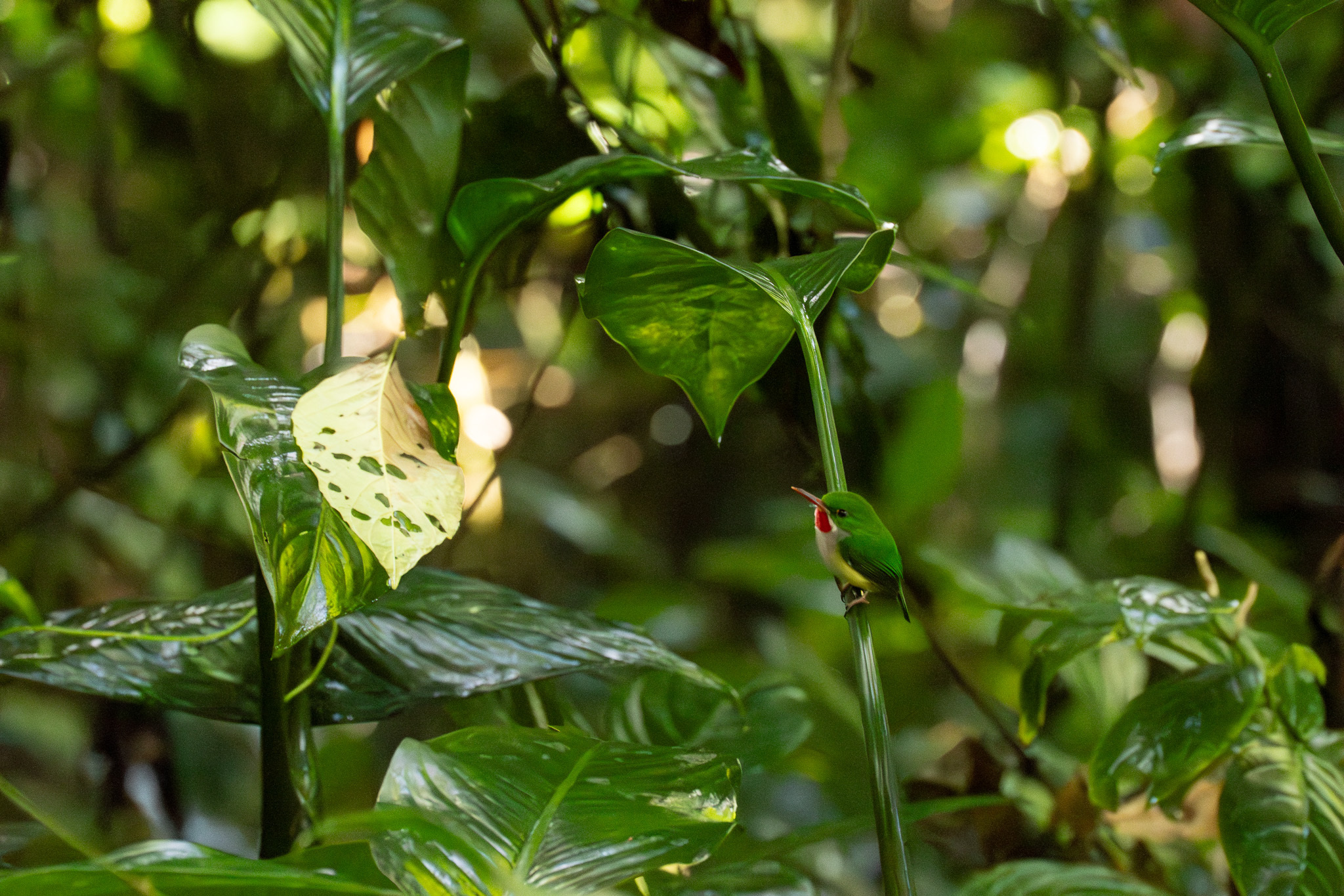 Puerto Rican Tody (Todus mexicanus), photo 5