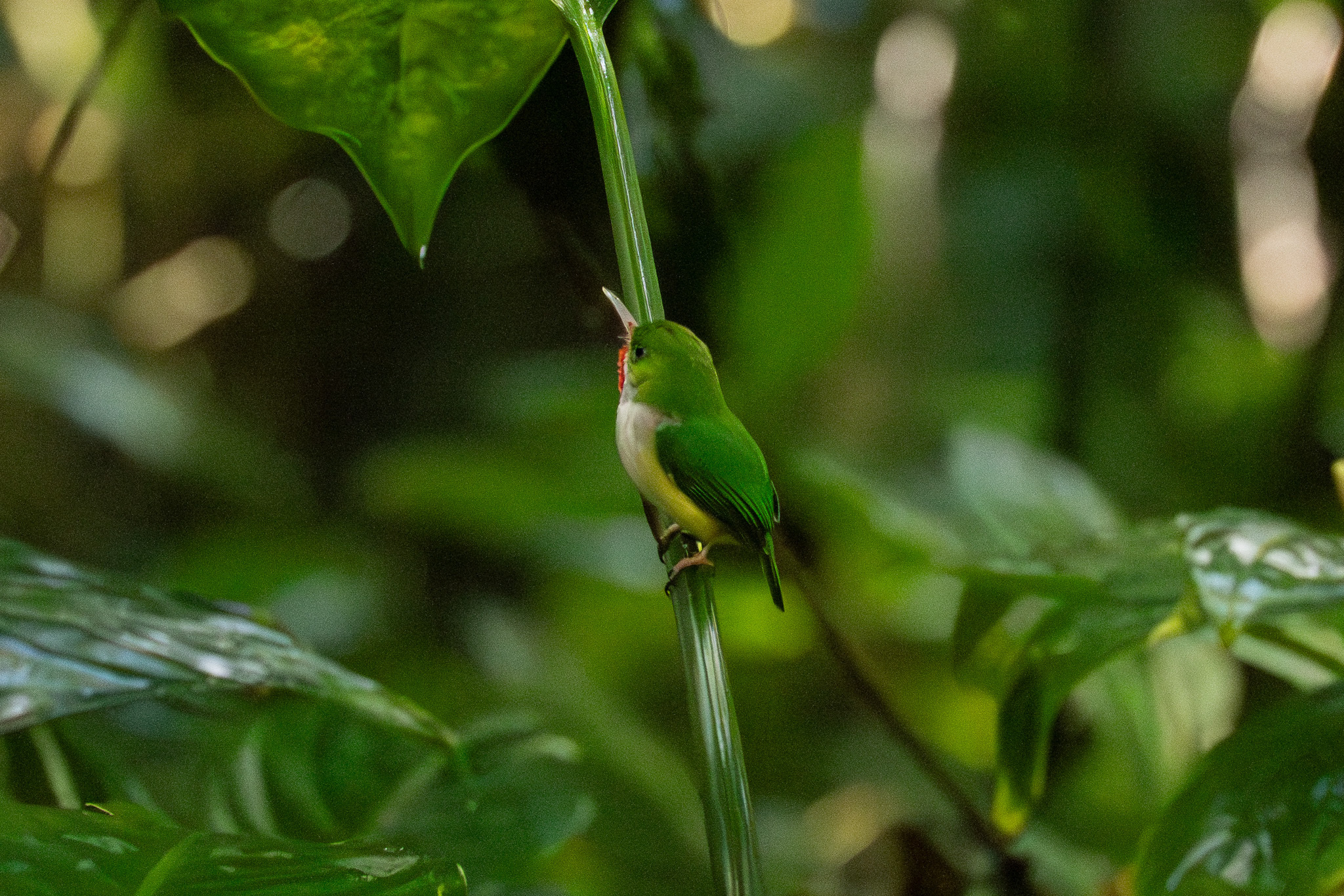 Puerto Rican Tody (Todus mexicanus), photo 4