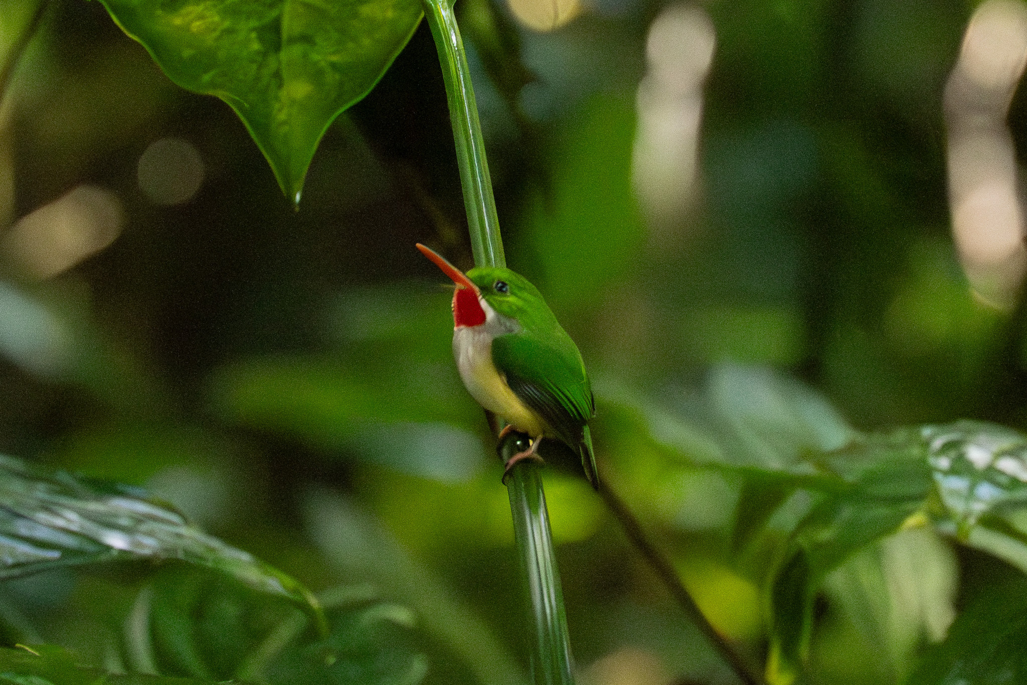 Puerto Rican Tody (Todus mexicanus), photo 1