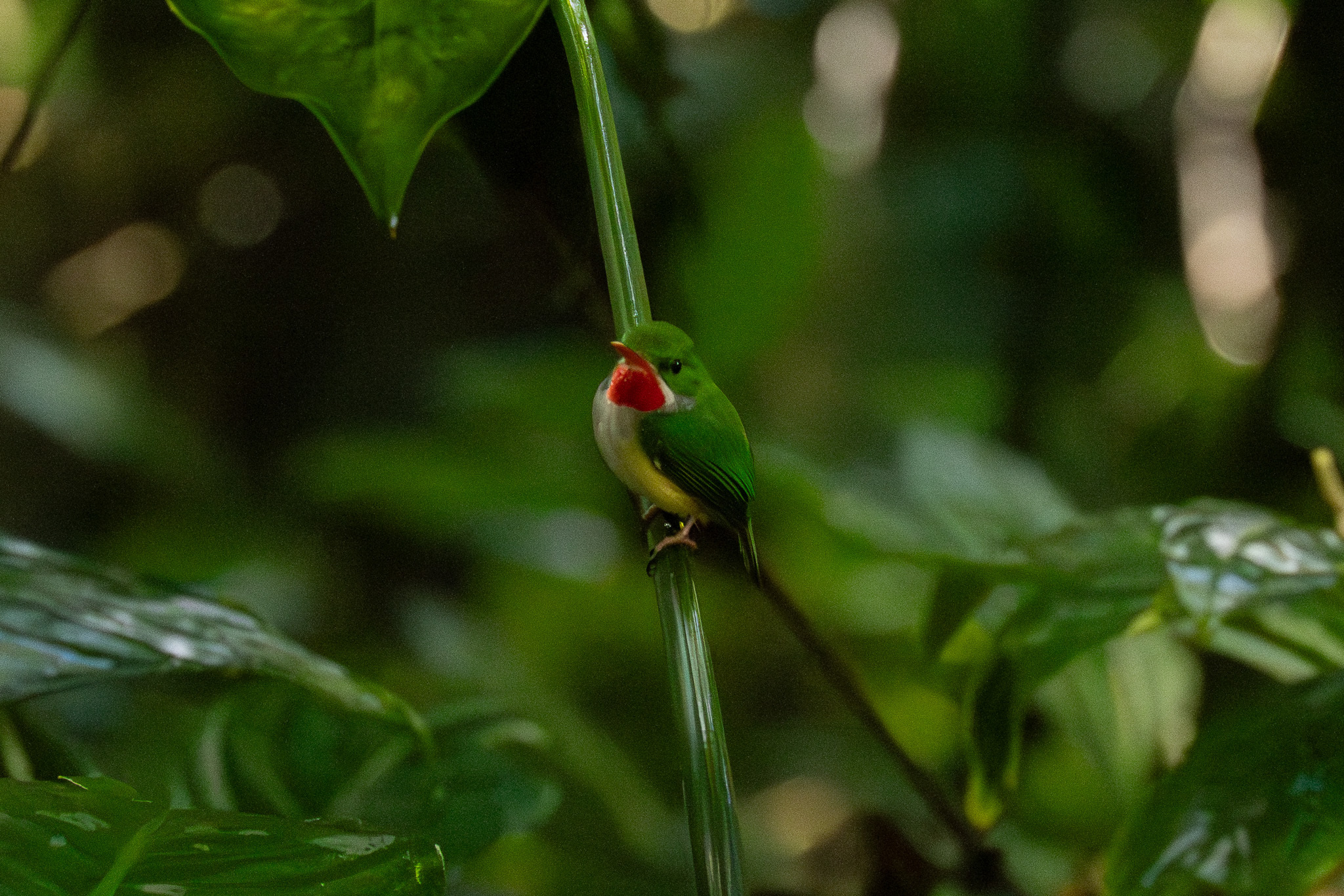 Puerto Rican Tody (Todus mexicanus), photo 2