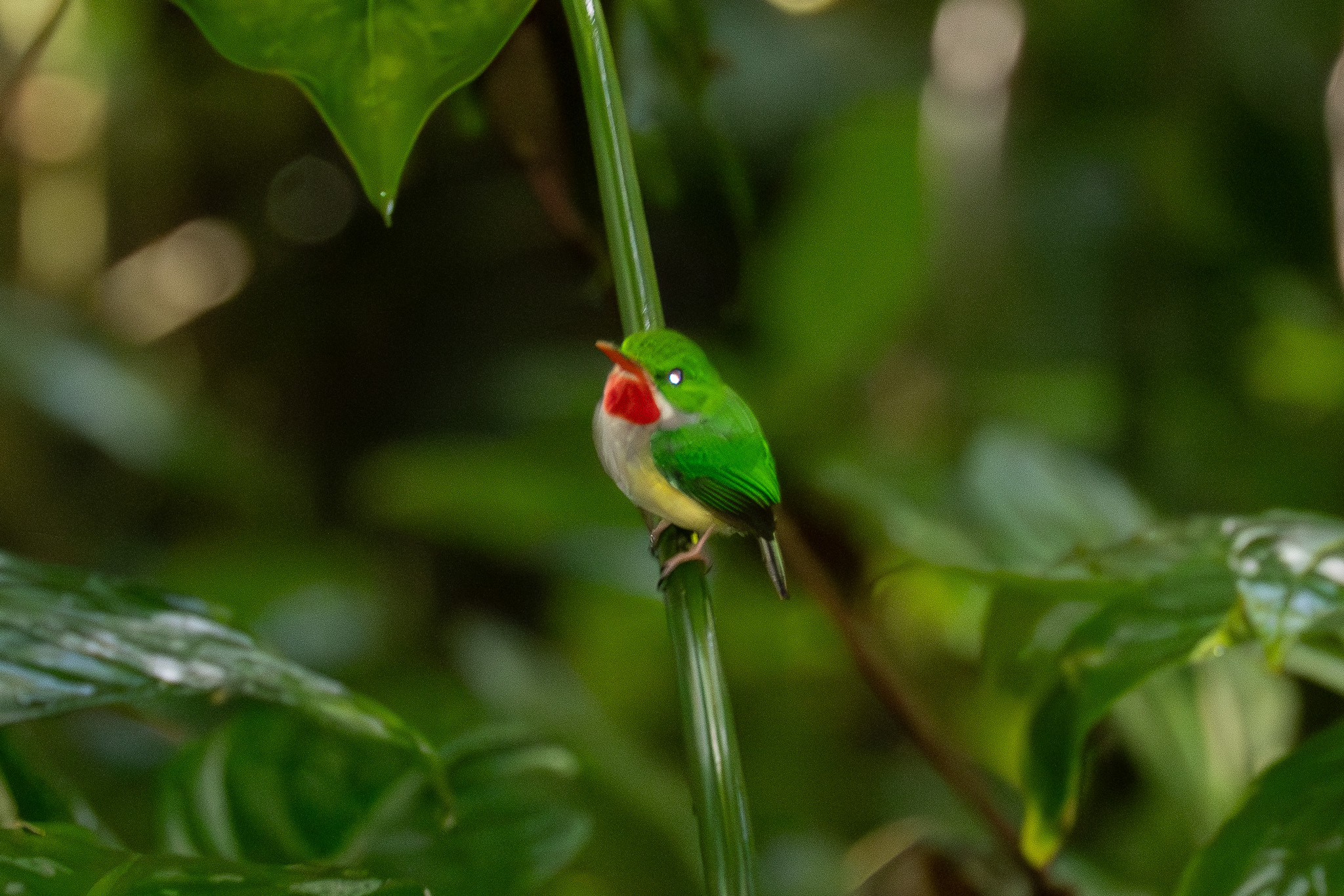 Puerto Rican Tody (Todus mexicanus), photo 3
