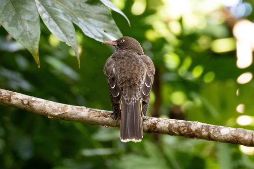 Pearly-eyed Thrasher (Margarops fuscatus), photo 3