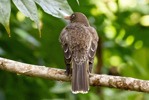Pearly-eyed Thrasher (Margarops fuscatus), photo 4