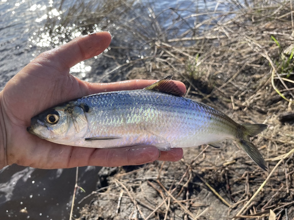 Blueback glut herring (Alosa aestivalis) — Clupeidae