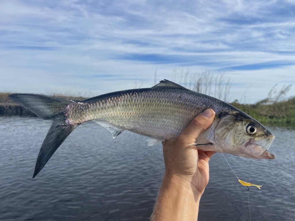 American shad (Alosa sapidissima) — Clupeidae