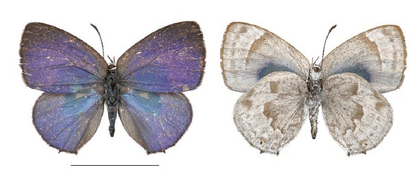 Thereus orasus