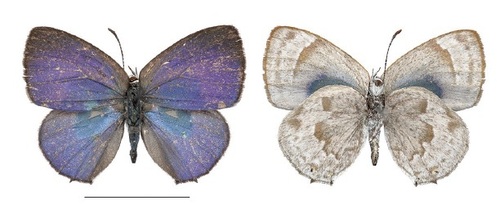 Thereus orasus