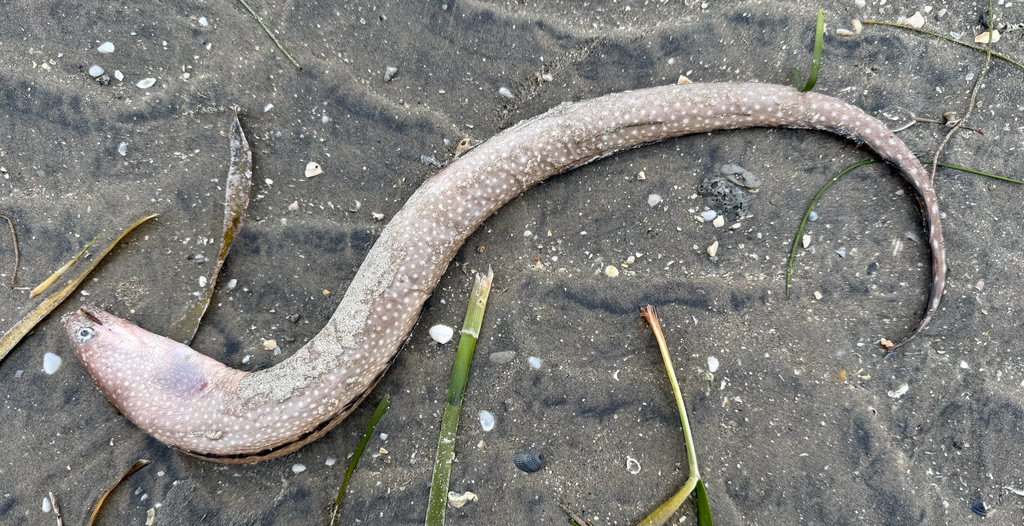 Blackedge moray (Gymnothorax nigromarginatus) — Muraenidae