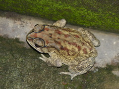 Duttaphrynus melanostictus