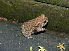 Duttaphrynus melanostictus