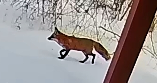 Red Fox