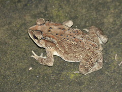 Duttaphrynus melanostictus