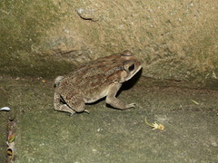 Duttaphrynus melanostictus