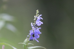 Salvia connivens